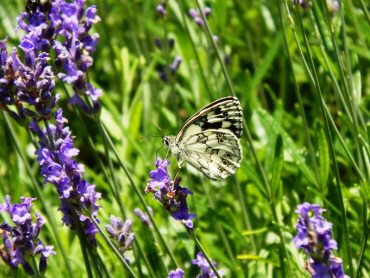 es summt, Schmetterlinge, Bienen und Hummeln