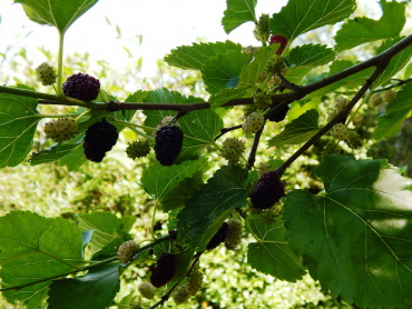 schwarze Maulbeere - essbar